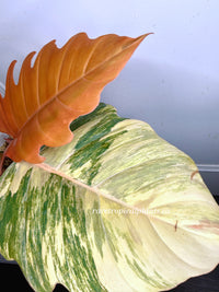 Philodendron Caramel Marble