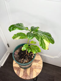 Arabica Coffee Tree Variegated
