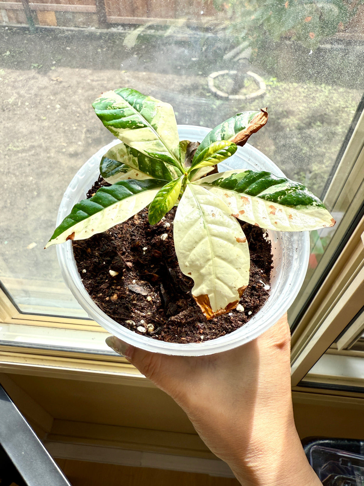 Arabica Coffee Tree Variegated