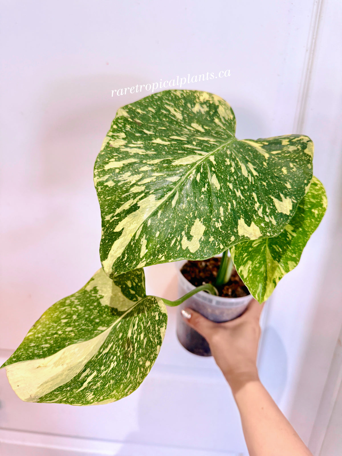 Monstera Thai High Variegation