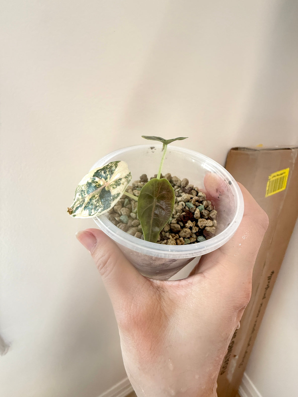 Alocasia Azlanii Aurea