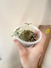 Alocasia Azlanii Aurea