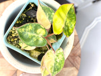 Philodendron Billietiae Variegated