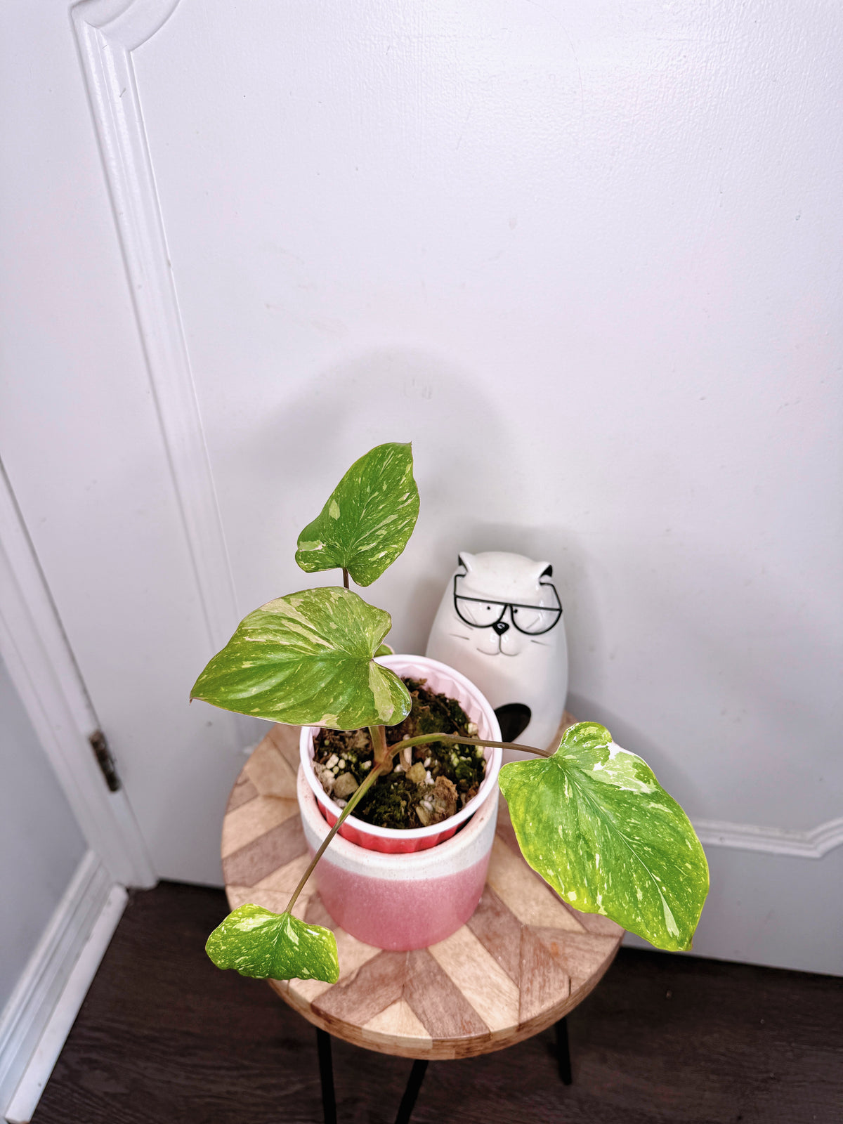 Homalomena Stardust 1