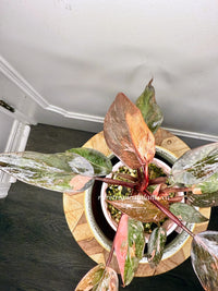 Philodendron Pink Princess Tricolour 5