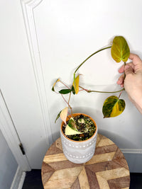 Philodendron Micans Variegated