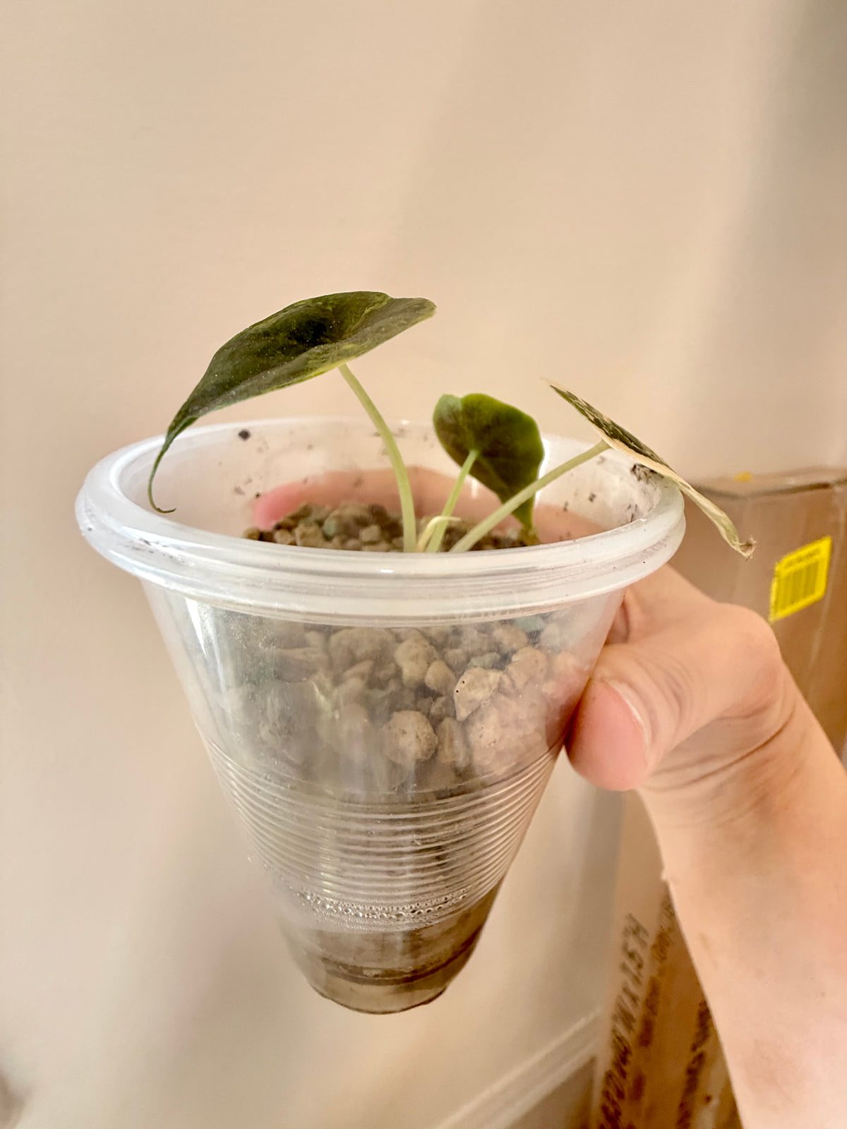 Alocasia Azlanii Aurea