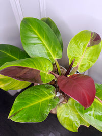 Philodendron Red Moon Variegated