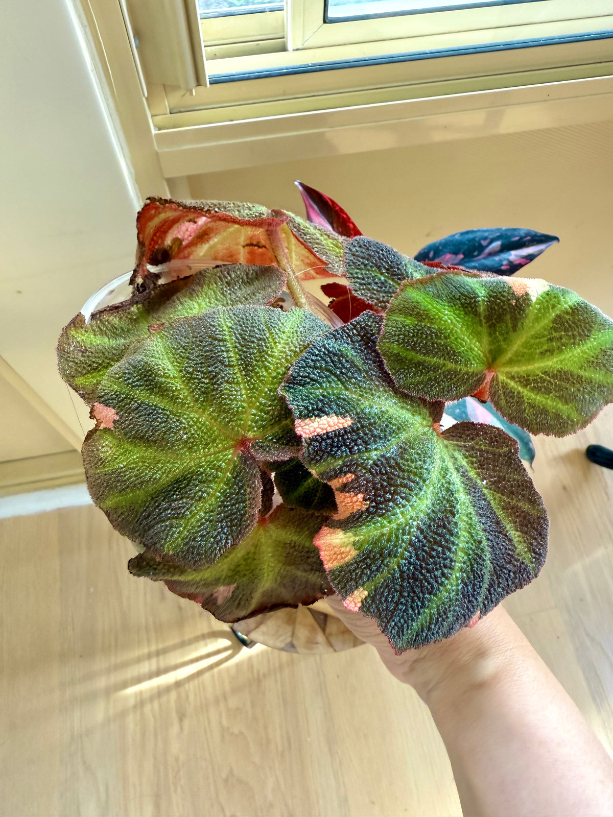 Pink princess galaxy & Begonia Soli Mutata Combo