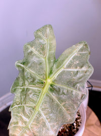 Alocasia Amazonica Pink Mint