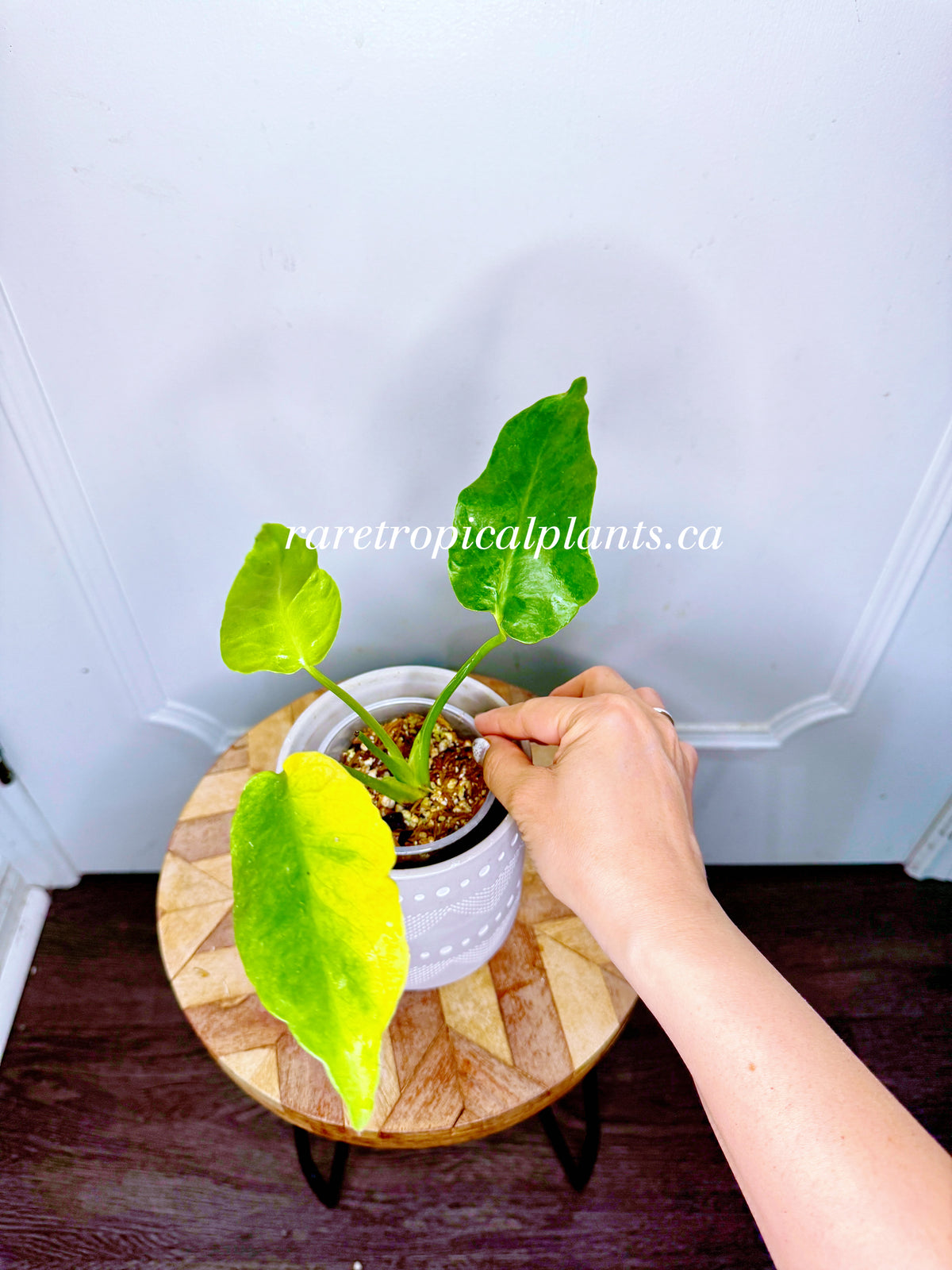 Monstera Form NOID Variegated