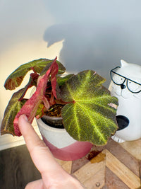 Begonia Soli Mutata Variegated