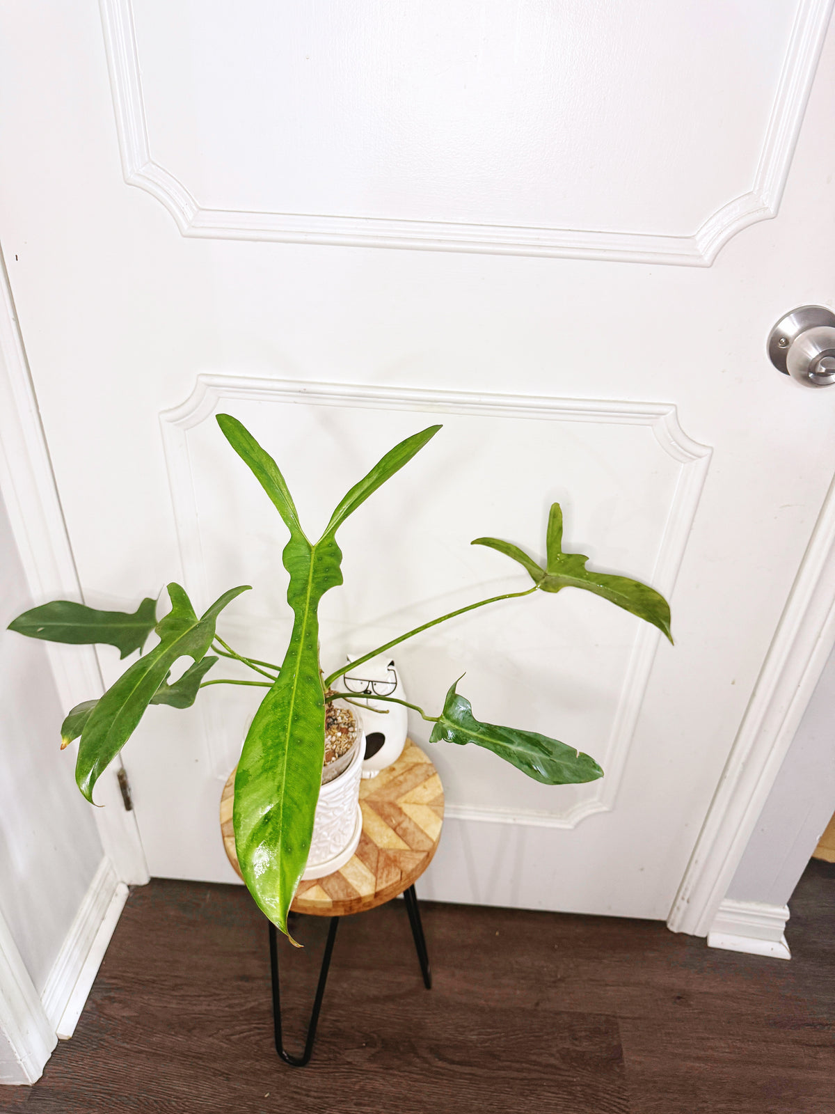 Philodendron Longilobatum Lelano Miyano