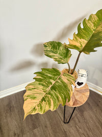Philodendron Caramel Marble