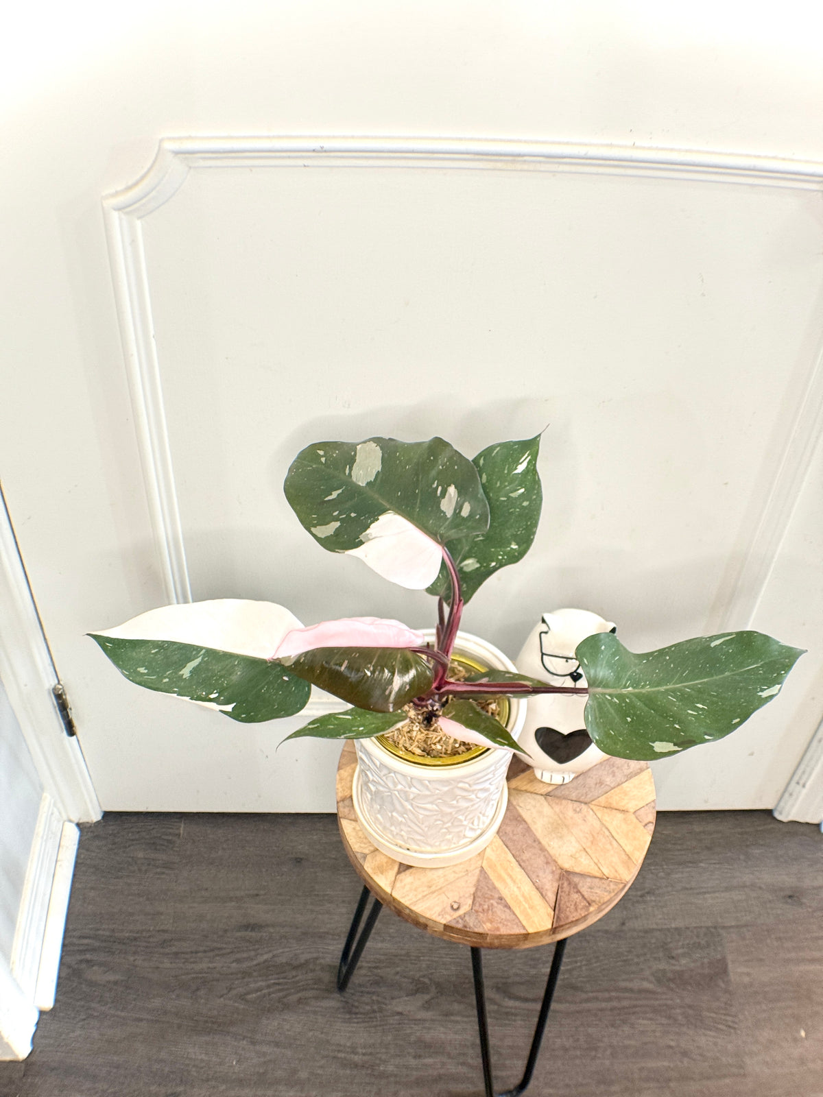 Philodendron Red Anderson Variegated