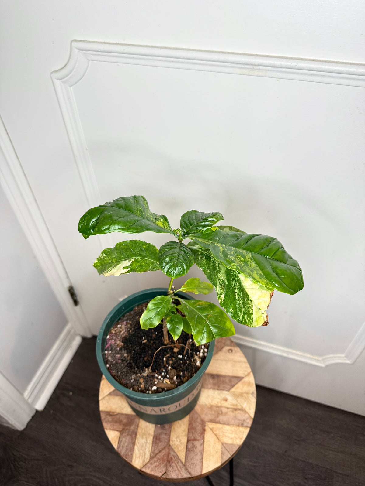 Arabica Coffee Tree Variegated