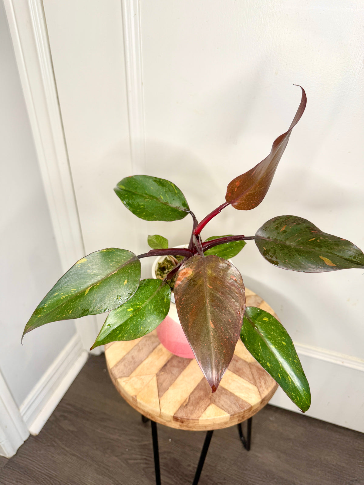 Philodendron Orange Princess