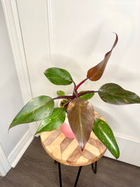 Philodendron Orange Princess