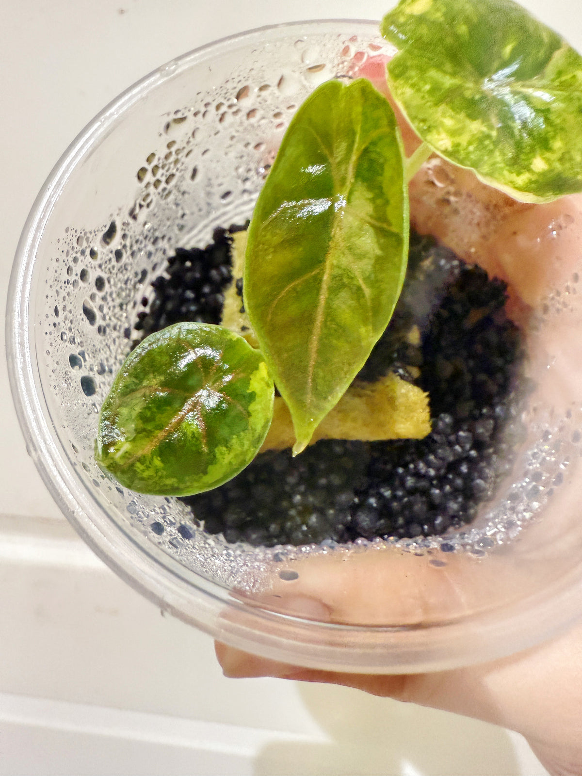 Alocasia Azlanii Aurea