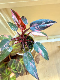 Pink princess galaxy & Begonia Soli Mutata Combo