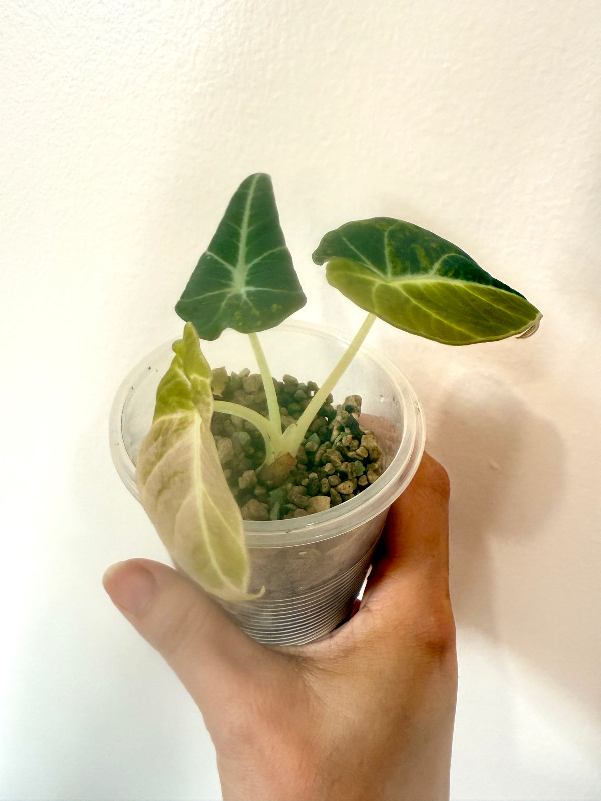 Alocasia Black Velvet Gold