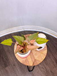 Homalomena Pink Diamond