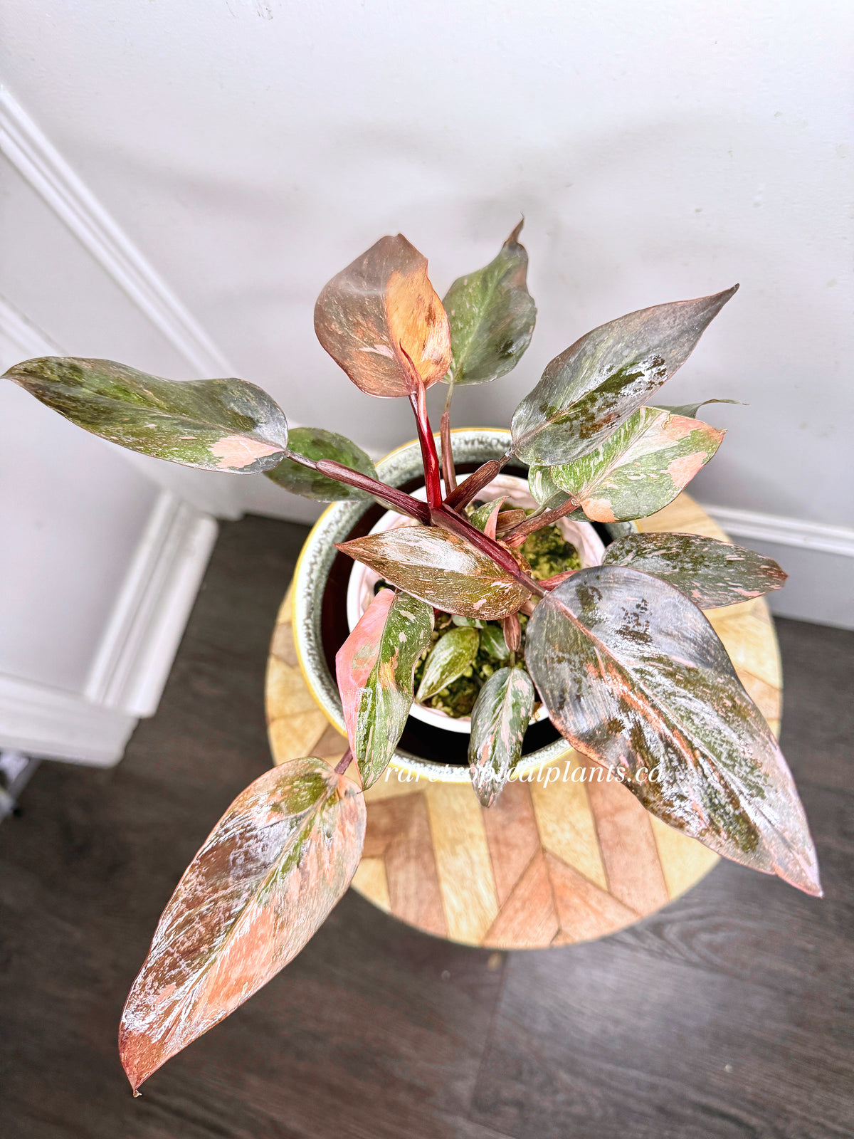 Philodendron Pink Princess Tricolour 5