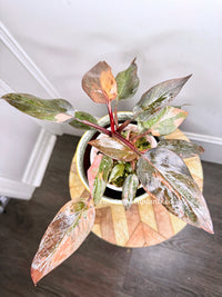 Philodendron Pink Princess Tricolour 5