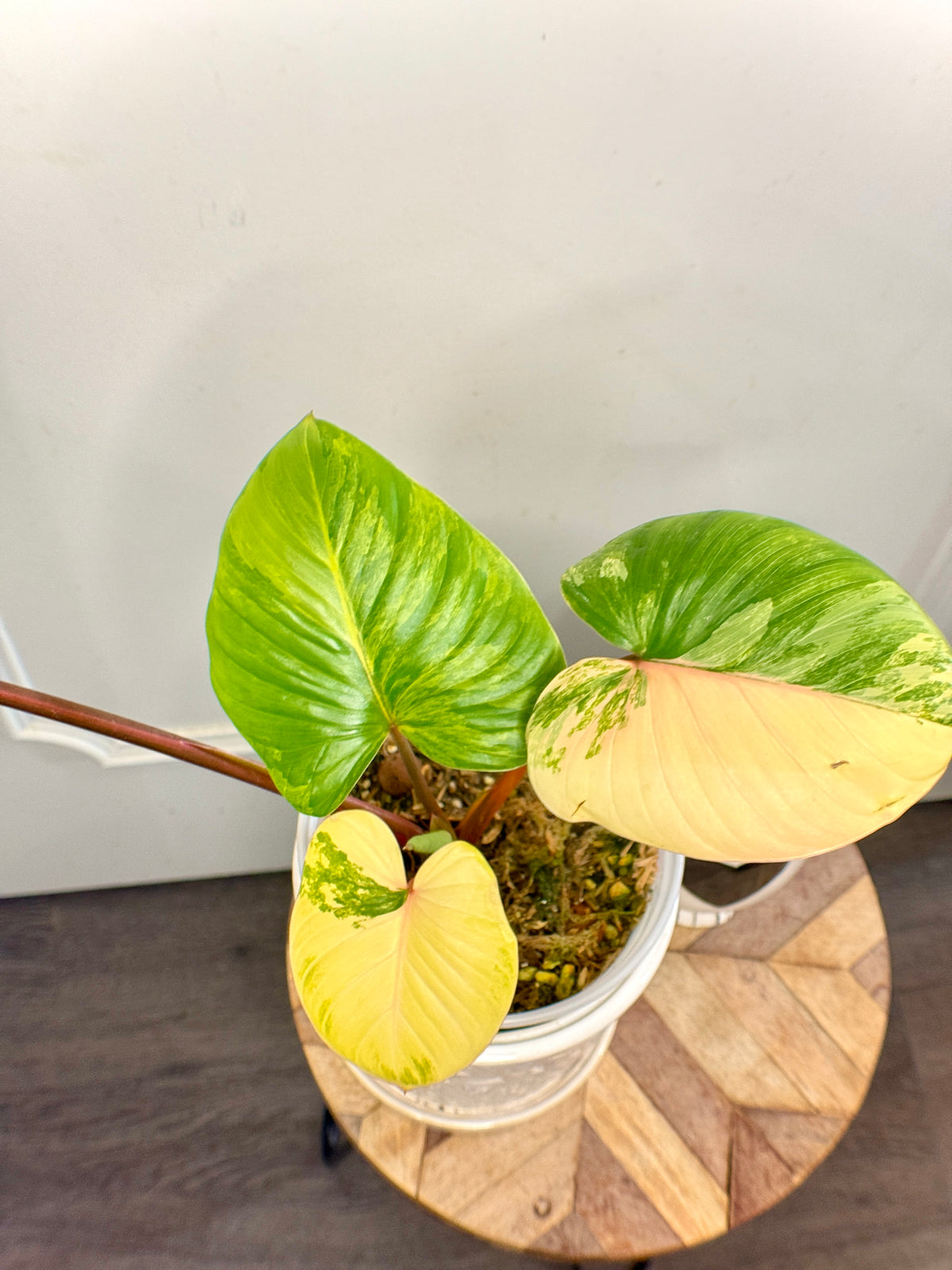 Homalomena Rubescen Tricolour