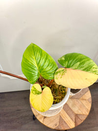 Homalomena Rubescen Tricolour