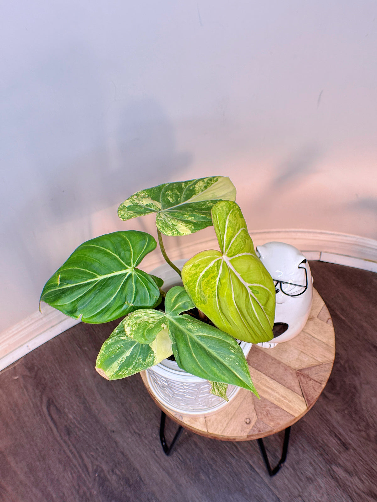 Philodendron Gloriosum Aurea