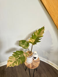 Philodendron Caramel Marble