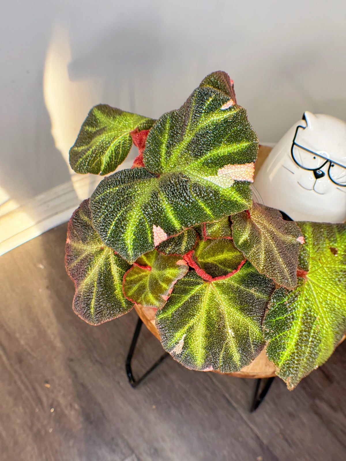 Begonia Soli Mutata Variegated