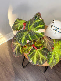 Begonia Soli Mutata Variegated