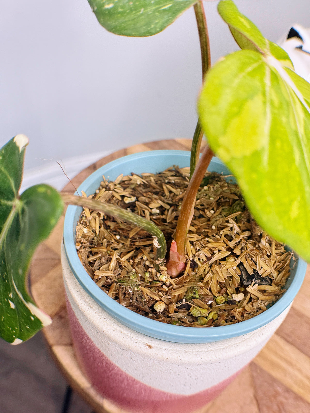 Philodendron Gloriosum Variegated