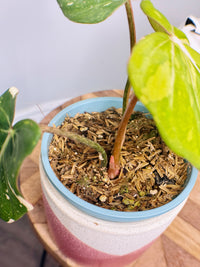 Philodendron Gloriosum Variegated
