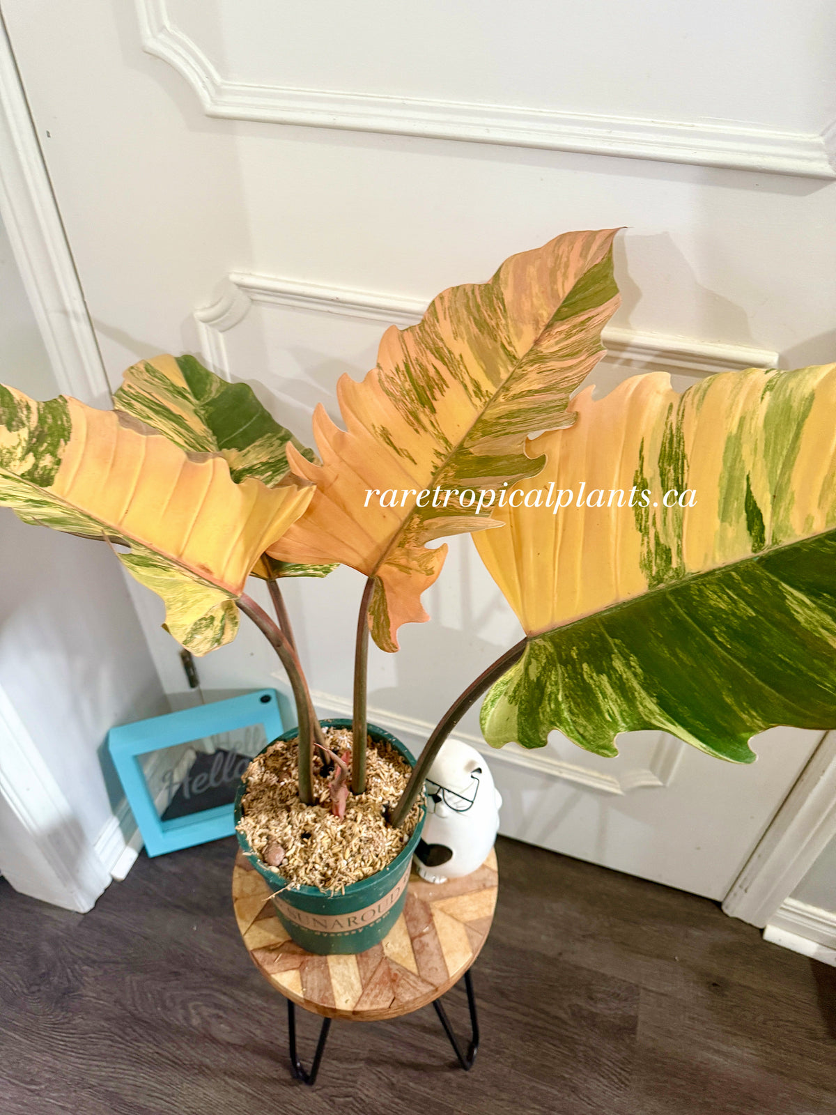 Philodendron Caramel Marble