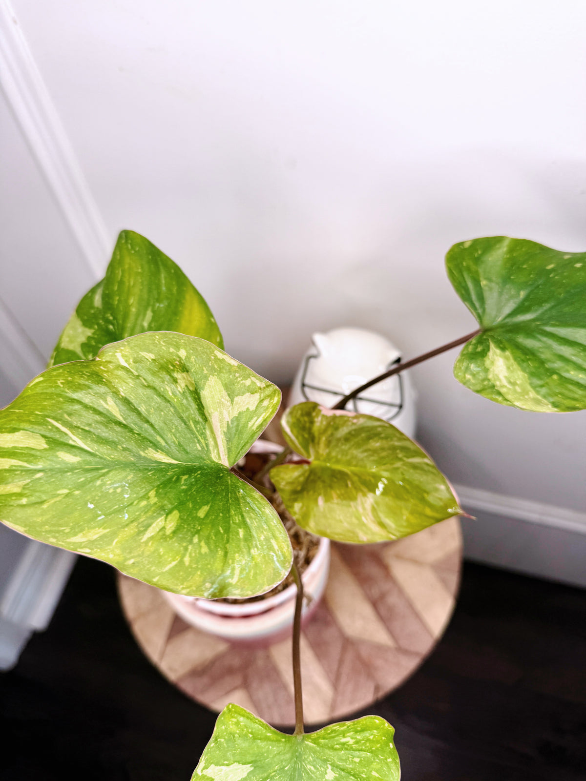 Homalomena Stardust 2