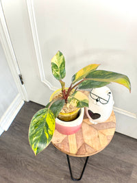 Philodendron Red Congo Variegated