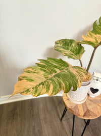 Philodendron Caramel Marble