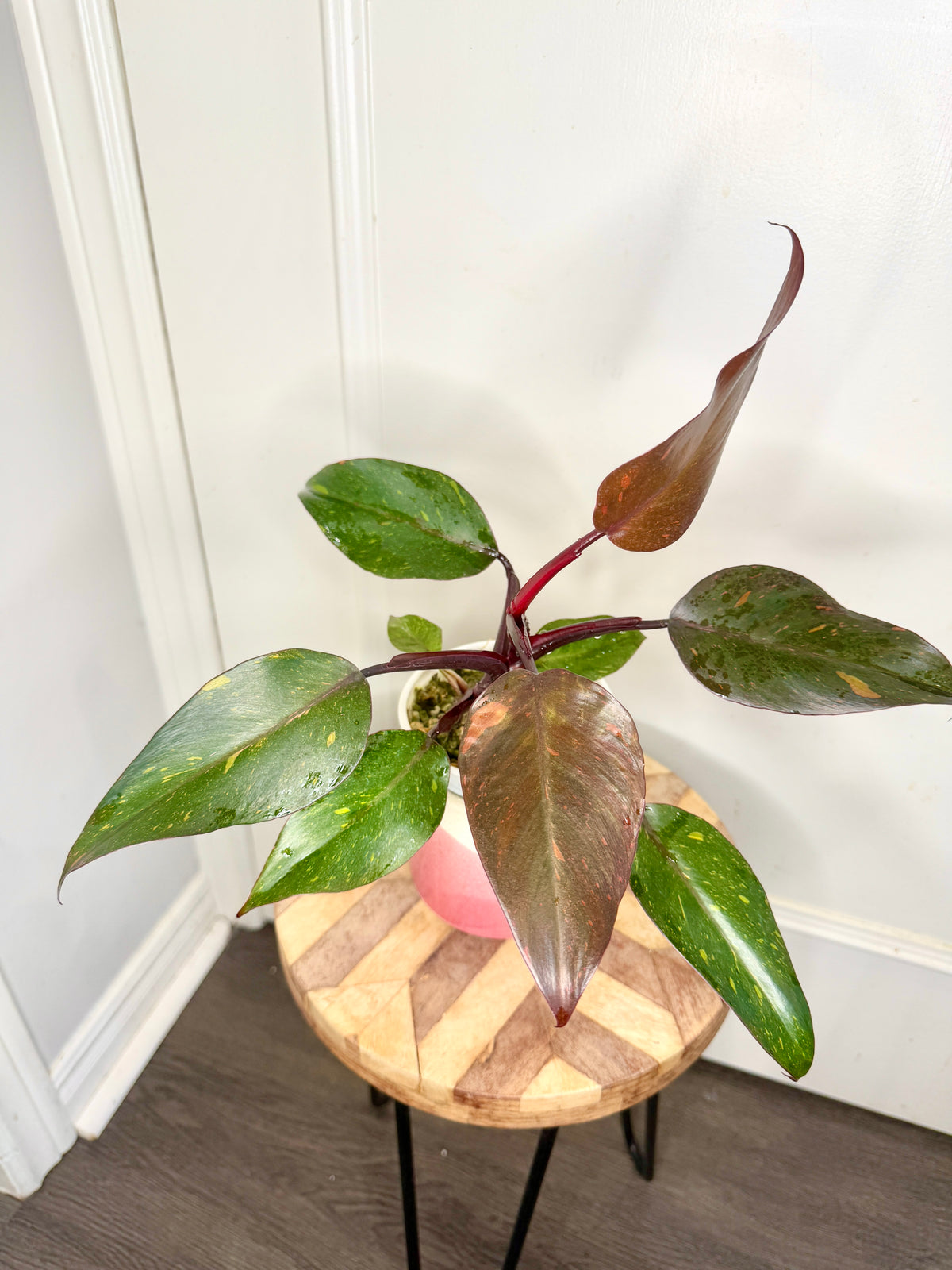 Philodendron Orange Princess