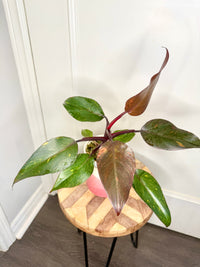 Philodendron Orange Princess