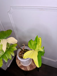 Philodendron Florida Beauty x Mayoi