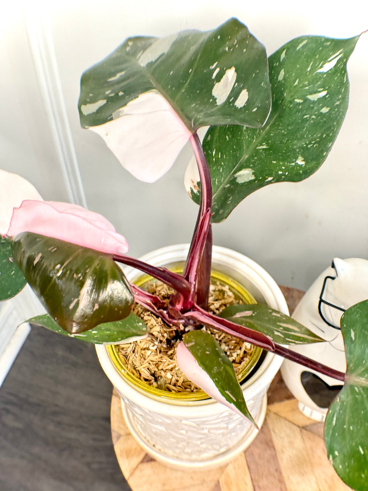 Philodendron Red Anderson Variegated