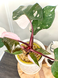 Philodendron Red Anderson Variegated