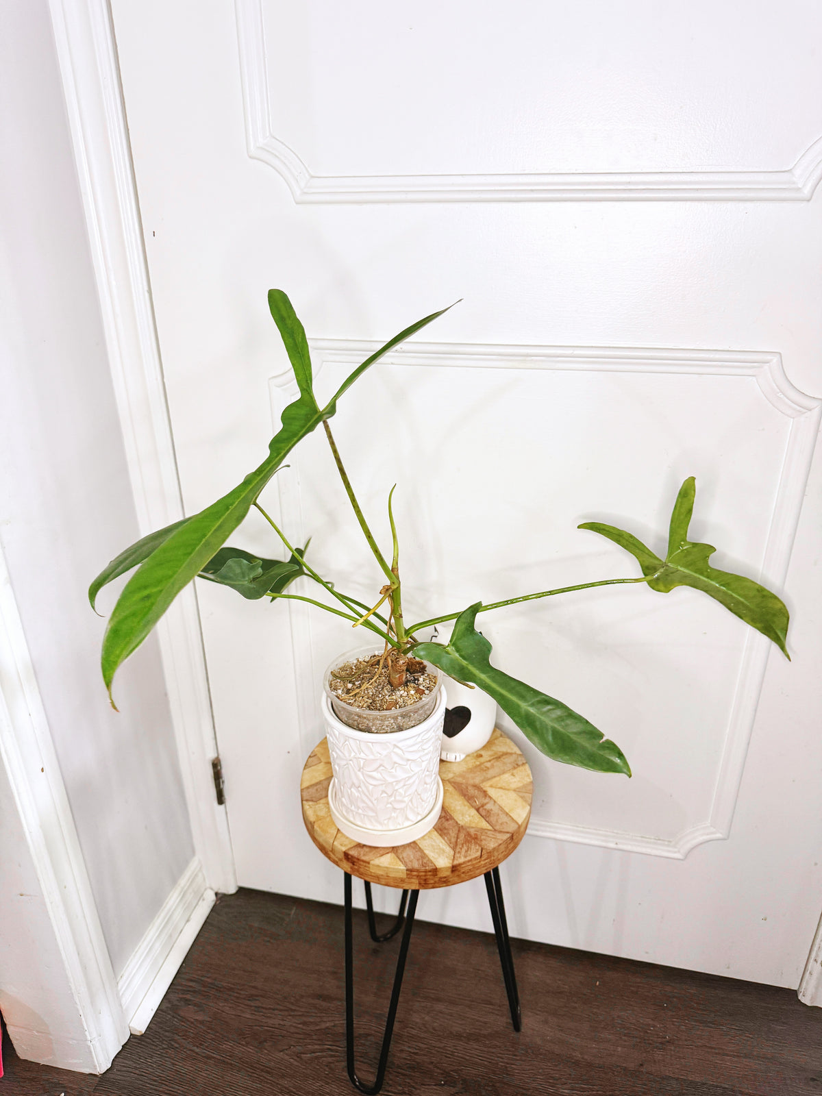 Philodendron Longilobatum Lelano Miyano