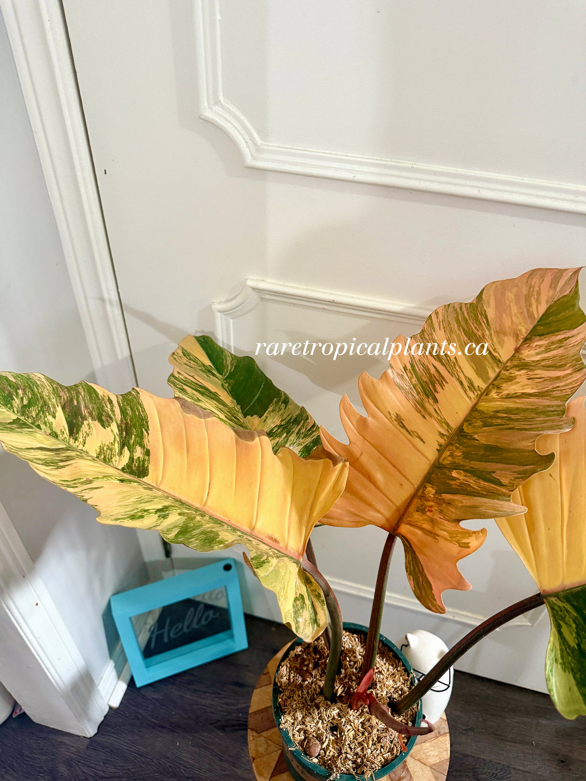 Philodendron Caramel Marble