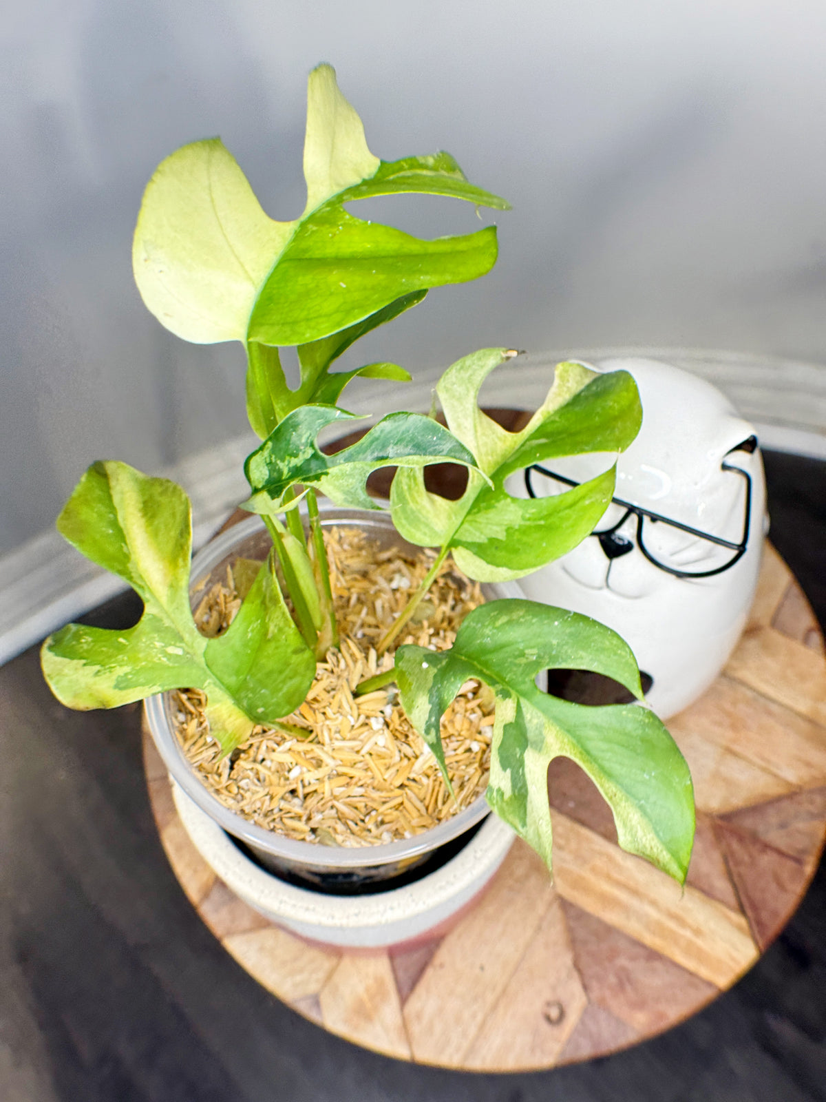 Rhaphidophora Tetrasperma Albo