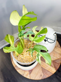 Rhaphidophora Tetrasperma Albo