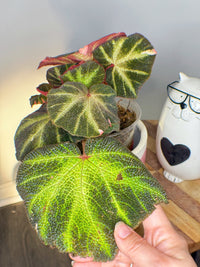 Begonia Soli Mutata Variegated